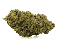 Fleur de CBD white widow culture biologique
