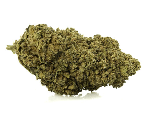 Fleur de CBD white widow culture biologique