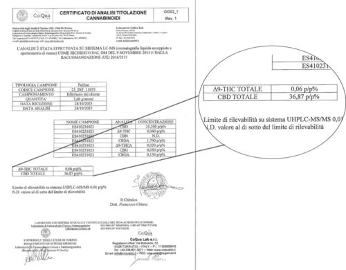 analyse d'image agrandie du taux de CBD de haschich burbuka