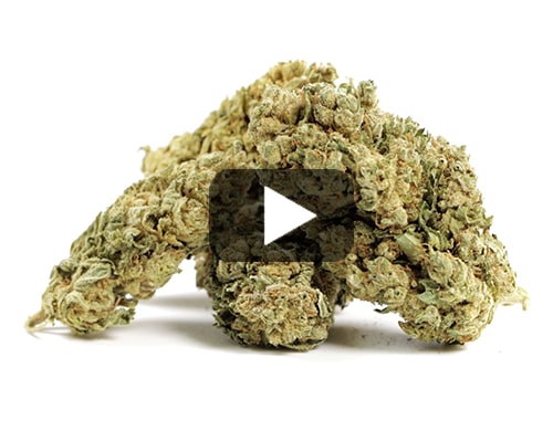 cbd-france-bubblegum