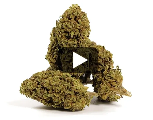 cbd-france-gorilla-glue