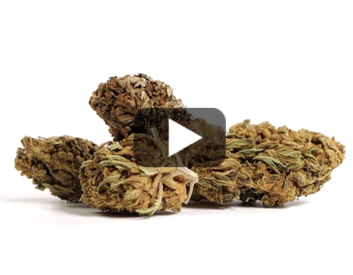 cbd-france-lemon-cheese
