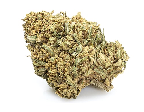fleur de Mango Haze canabis légal