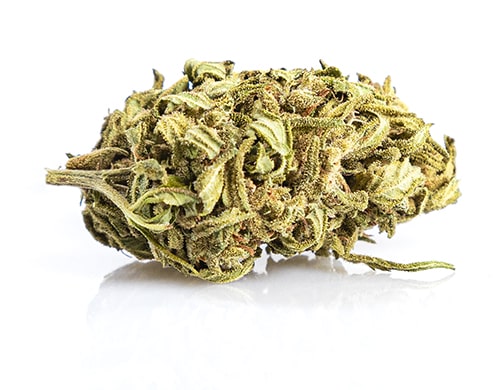 fleur de Mango Haze canabis légal
