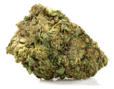 fleur de white widow cannabis cbd