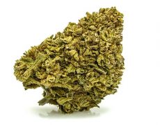 gorilla-glue-small-fleurs-cbd