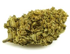 lemon-cheese-small-fleurs-cbd