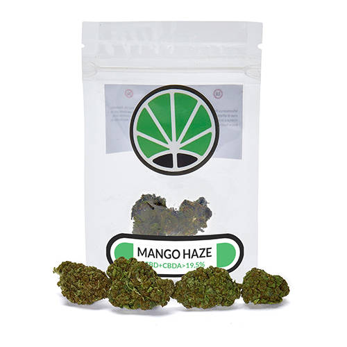mango-cannabis-cbd-thc mango-cannabis-cbd-thc-france-fleur-de-cannabis