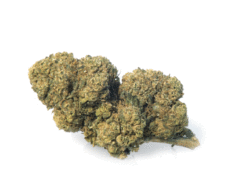 mango-haze-fleur-de-cannabis mango-haze-fleur-de-cannabis