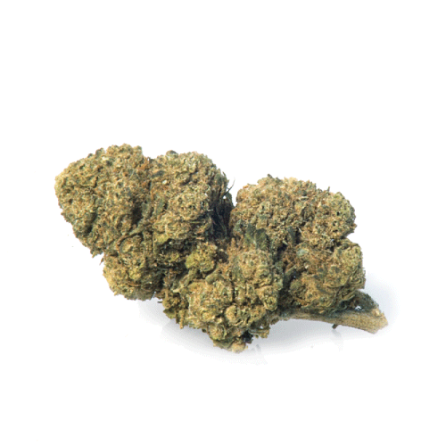 mango-haze-fleur-de-cannabis mango-haze-fleur-de-cannabis