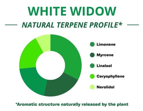Diagramme circulaire du profil terpénique de la variété White Widow