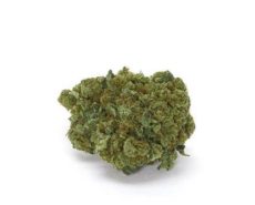 white-widow-fleur-de-cannabis-cbd white-widow-fleur-de-cannabis-cbd-france