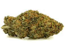 sweet berry small fleurs cbd