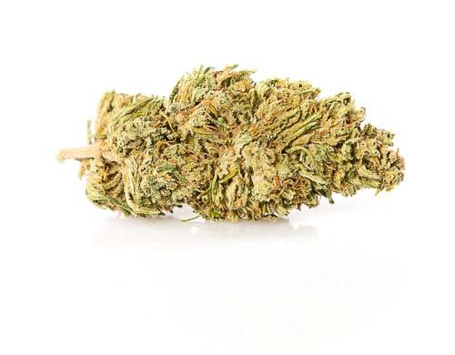 melon kush cbd fleur plante de cannabis