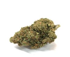 Bubblegum-fleur-de-cannabis-cbd-marijuana-france Bubblegum-fleur-de-cannabis-cbd-marijuana-france