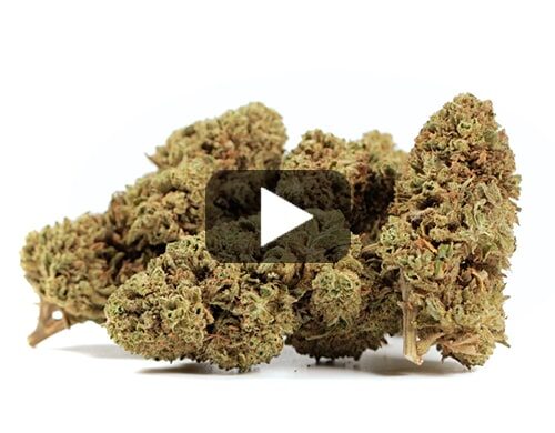 cbd-france-bubblegum
