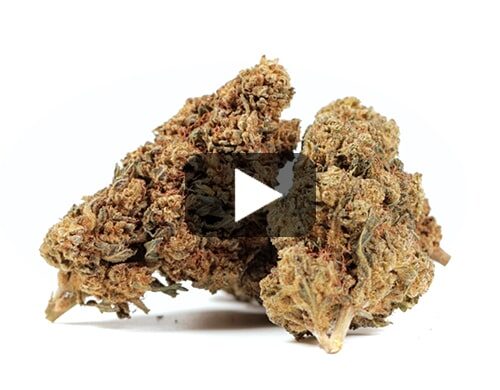 cbd-france-gg#4-cbd-boost