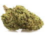 270544 fleur cbd de la Bubblegum