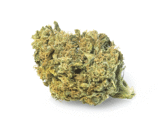 gorilla-glue-fleur-cbd gorilla-glue-fleur-cbd