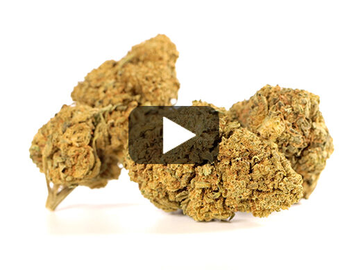 Aperçu vidéo des Fleurs CBD CALIFORNIA HAZE de Canapa Light avec des nuances de vert et de marron