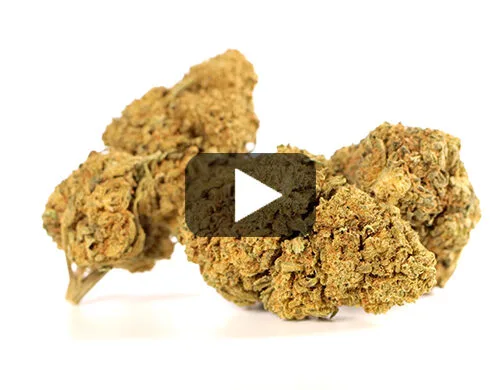 Aperçu vidéo des Fleurs CBD CALIFORNIA HAZE de Canapa Light avec des nuances de vert et de marron