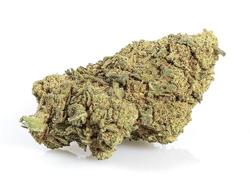 Fleur de CBD Master Kush à haute teneur en cannabidiol