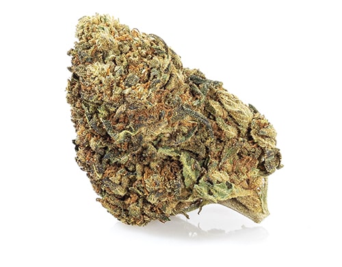 Fleur de CBD Master Kush à haute teneur en cannabidiol