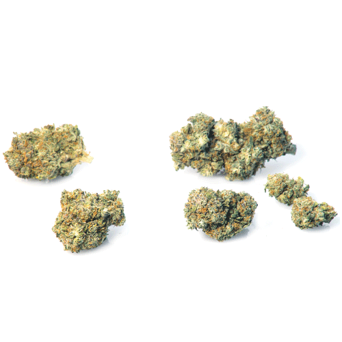 california-haze-fleur-marijuana california-haze-fleur-marijuana