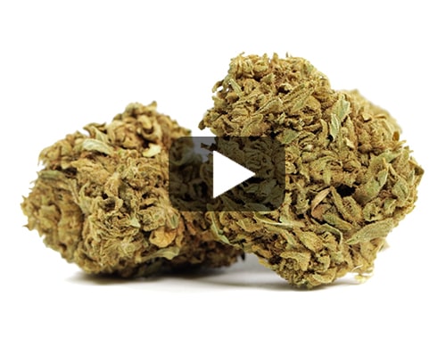 cbd-france-master-kush
