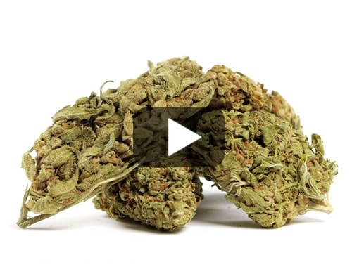 cbd-france-do-si-dos