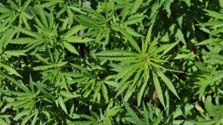 marijuana département de pharmacologie et de toxicologie des États-Unis