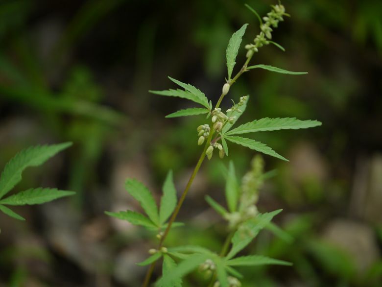 les effets anxiolytiques, anti-inflammatoires et analgésiques de la CDB