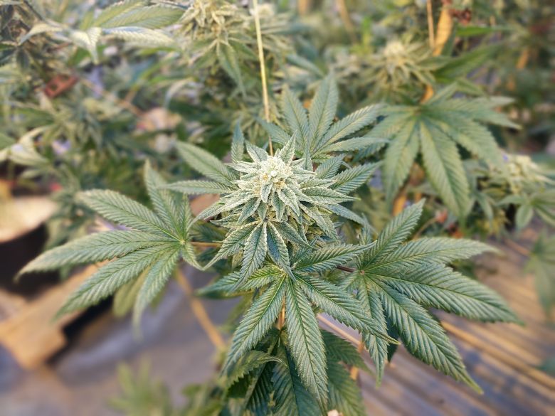 THC pouvant entraîner des contrôles