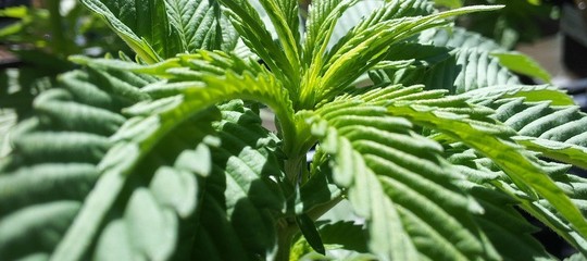 CBD FLEURS france