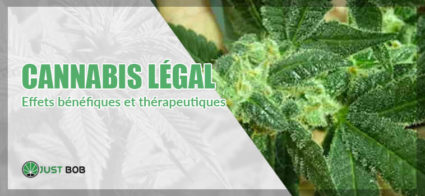 Effets bénéfiques et thérapeutiques marijuana legal