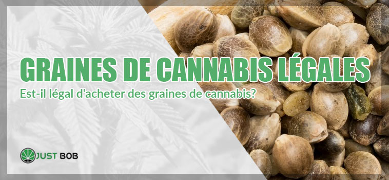 GRAINES DE CANNABIS LÉGALES