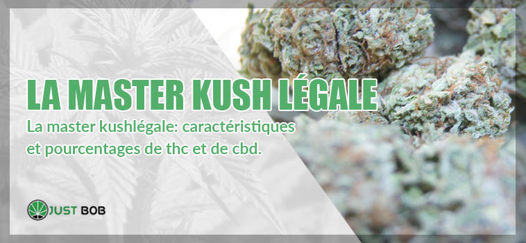 la master kushlégale: caractéristiques et pourcentages de thc et de cbd.