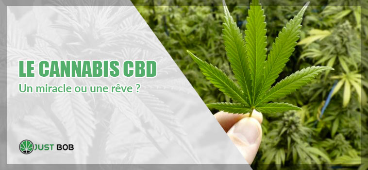 Le cannabis CBD : un miracle ou une rêve ?