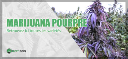 marijuana pourpre / violette : retrouvez ici toutes les variétés