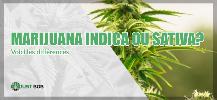 Marijuana Indica ou Sativa: voici les différences
