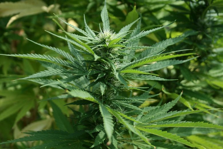 Plante de cannabis 
