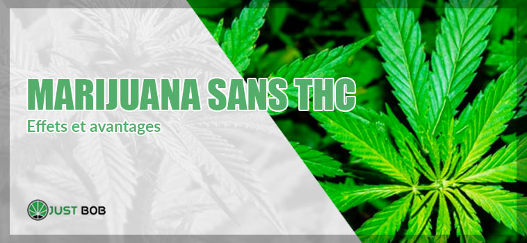 Effets at avantages de la Marijuana sans THC