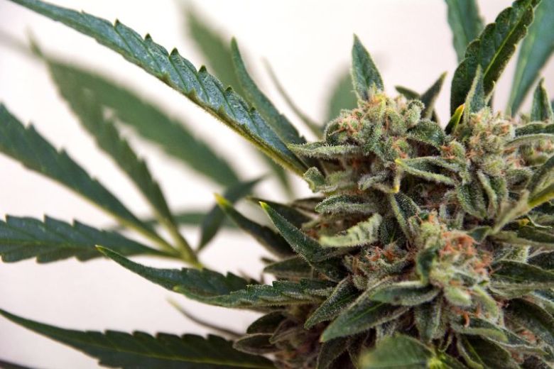 marijuana