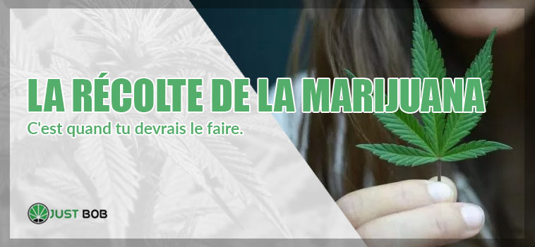 RÉCOLTE DE LA MARIJUANA