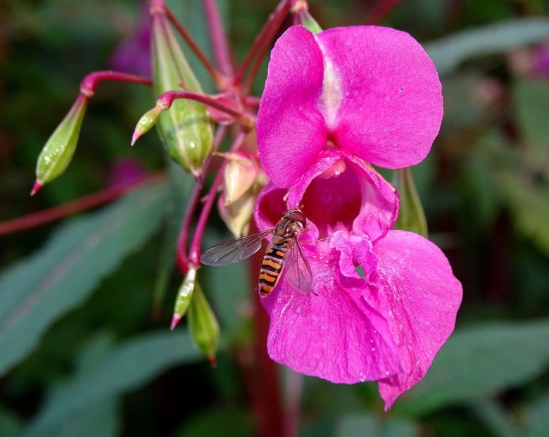 Fleur et abeille
