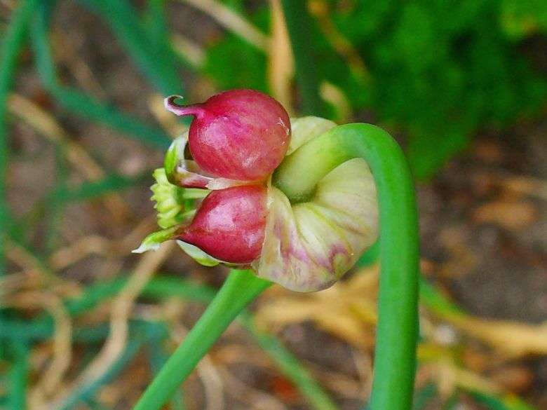 cannabis légal : combien de plantes peuvent être cultivées en Espagne