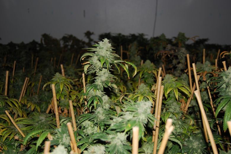 consommer du cannabis CBD