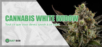 cannabis white widow en france