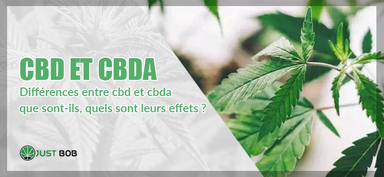 différences entre cbd et cbda / que sont-ils, quels sont leurs effets ?