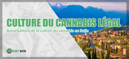culture du cannabis legal in italie